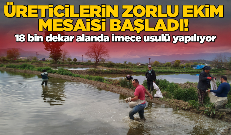 Sinop’ta çeltik ekimine başlandı