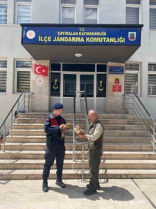 DOĞADA BULUNAN YARALI ŞAHİNLER TEDAVİ ALTINA ALINDI