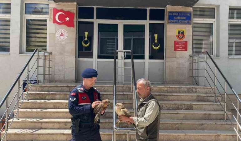 Doğada bulunan yaralı şahinler tedavi altında