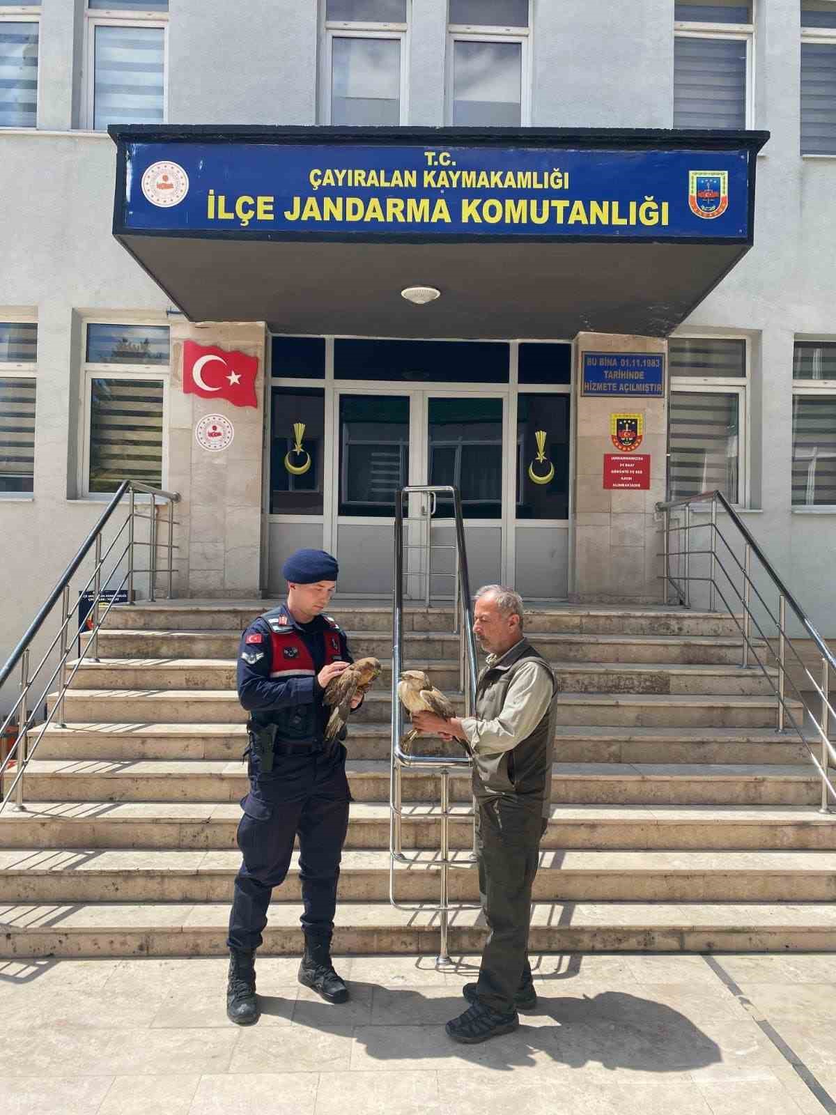 DOĞADA BULUNAN YARALI ŞAHİNLER TEDAVİ ALTINA ALINDI
