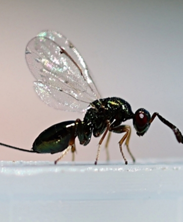 gal-arisi-ile-biyolojik-mucadele-icin-dogaya-torymus-sinensis-salindi