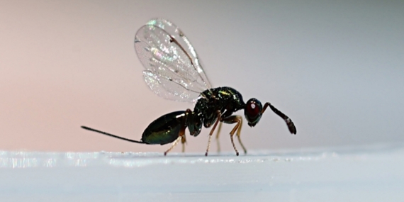 gal-arisi-ile-biyolojik-mucadele-icin-dogaya-torymus-sinensis-salindi