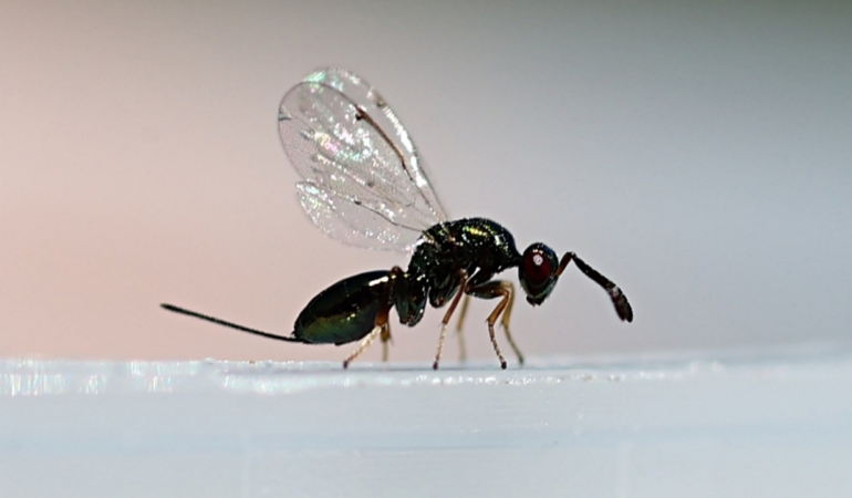 Gal arısı ile biyolojik mücadele için doğaya “torymus sinensis” salındı