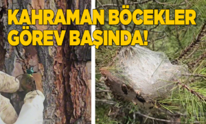 kahramanbocekler