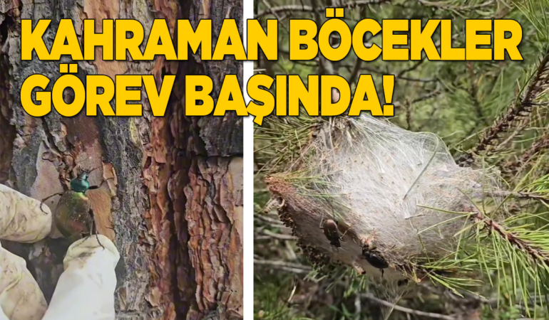 Sinop’ta doğaya avcı böcekler bırakıldı