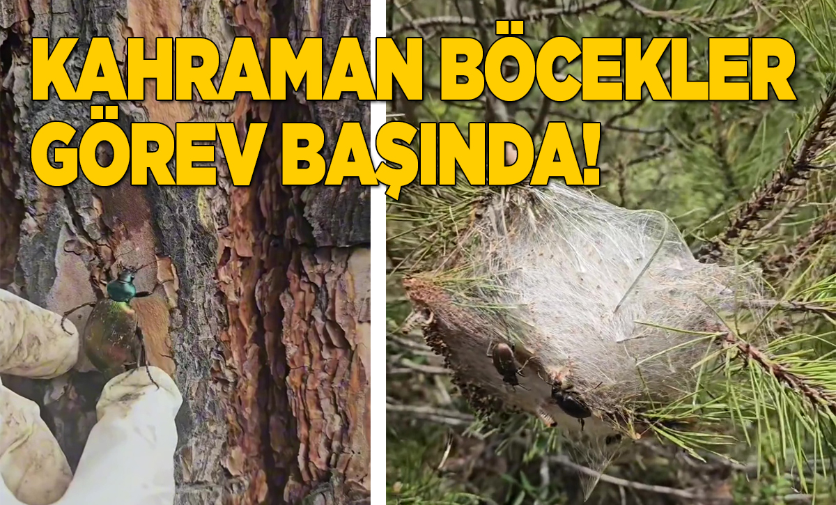 kahramanbocekler