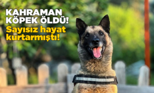 kahramankopekbob