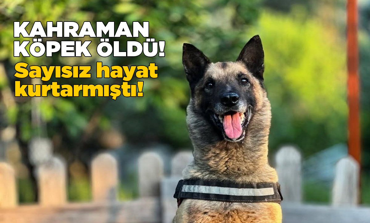 kahramankopekbob