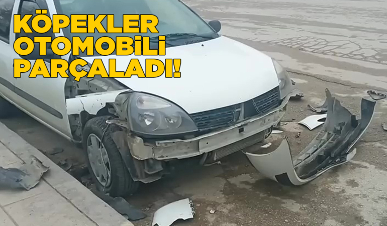 Köpekler park halindeki aracı parçaladı