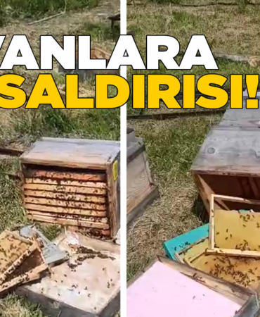 kovanlaraayisaldirisi