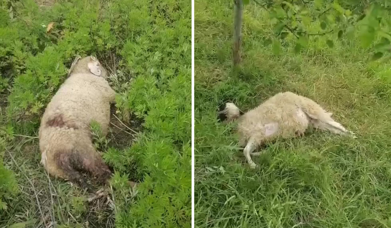 İki küçükbaş hayvan, köpek saldırısıyla telef oldu