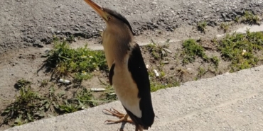 SİNOP’TA NESLİ TÜKENMEKTE OLAN BALABAN KUŞU GÖRÜLDÜ