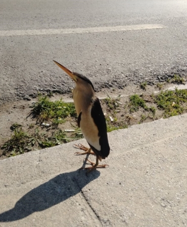 SİNOP’TA NESLİ TÜKENMEKTE OLAN BALABAN KUŞU GÖRÜLDÜ
