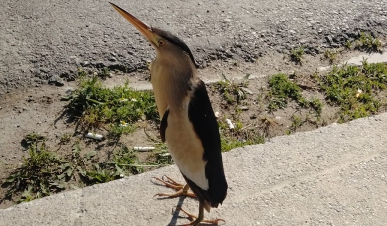 Nesli tehlike altındaki balaban kuşu Sinop’ta görüldü