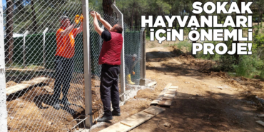 s-o-k-a-k-h-a-y-v-a-n-l-a-r-i-b-o-y-a-b-a-t