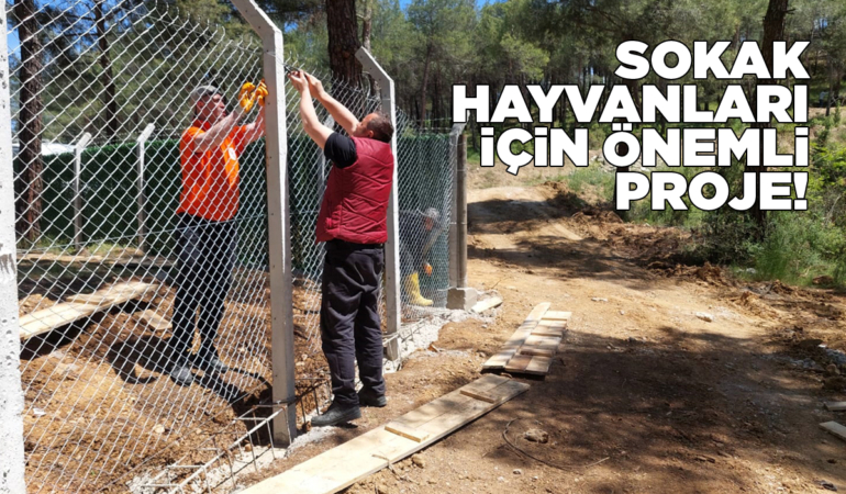 İlçede sokak hayvanları için kalıcı çözüm