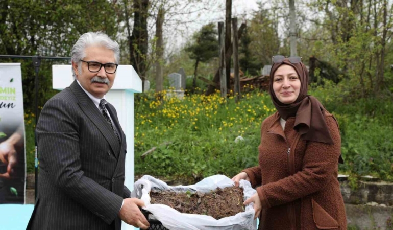 Samsun’da çiftçilere 150 bin çilek fidesi desteği