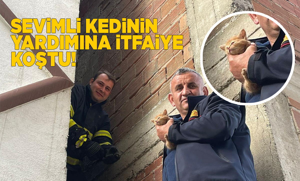 sevimlikedi