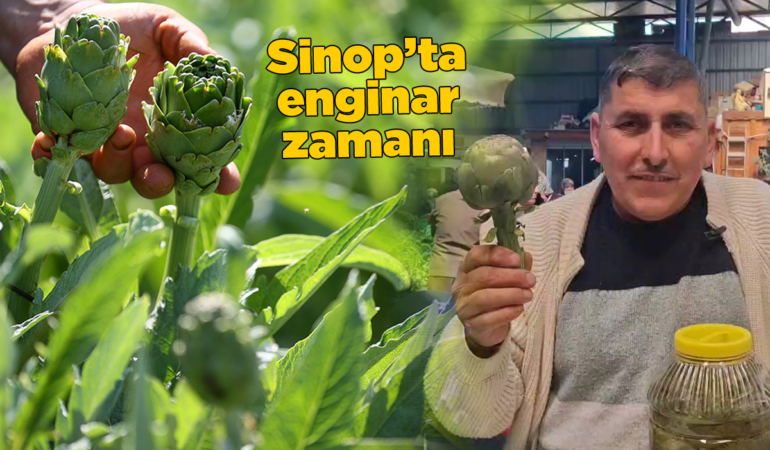 Karaciğer dostu yerli enginar tezgâhlarda