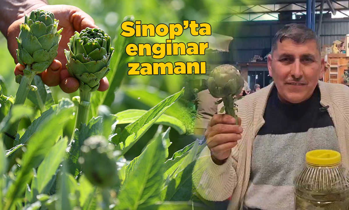 sinopenginar-1