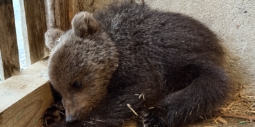 sinopta-annesiz-bulunan-yavru-ayi-koruma-altinda