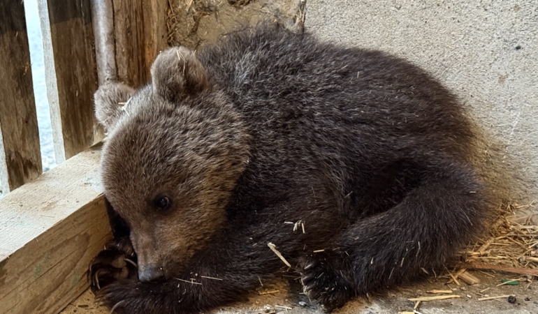 sinopta-annesiz-bulunan-yavru-ayi-koruma-altinda