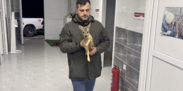 sinopta-bulunan-yavru-karaca-koruma-altina-alindi