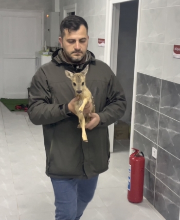 sinopta-bulunan-yavru-karaca-koruma-altina-alindi