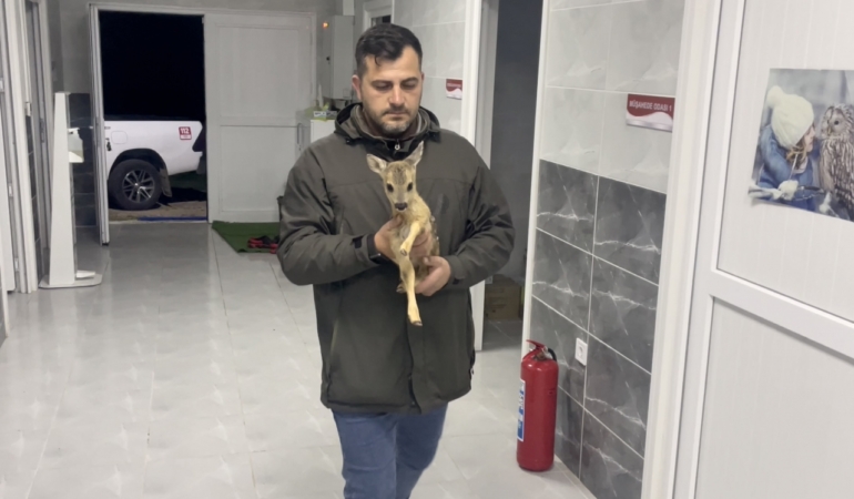 Sinop’ta bulunan yavru karaca koruma altına alındı