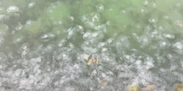 sinopta-denizanasi-varligi-artiyor