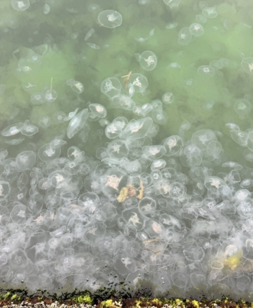 sinopta-denizanasi-varligi-artiyor