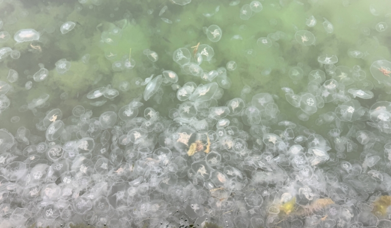 Sinop’ta denizanası varlığı artıyor