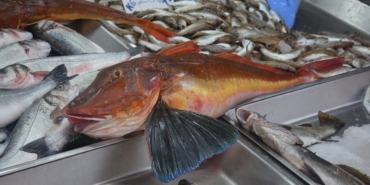 sinopta-yakalanan-balik-ilgi-odagi-oldu