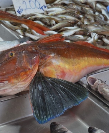 sinopta-yakalanan-balik-ilgi-odagi-oldu