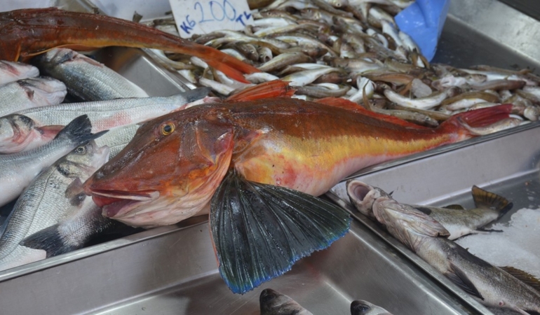 Sinop’ta yakalanan balık ilgi odağı oldu
