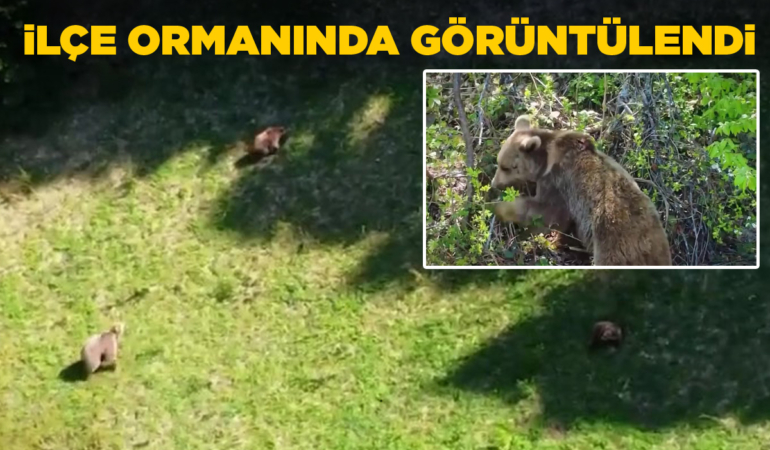 Dağda anne ayı ve yavruları görüntülendi