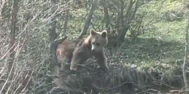 OTOMOBİL KORNASIYLA AYININ DİKKATİNİ ÇEKMEK İSTEDİ