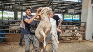 4-boynuzlu-koc-kurban-pazarinin-gozdesi-oldu
