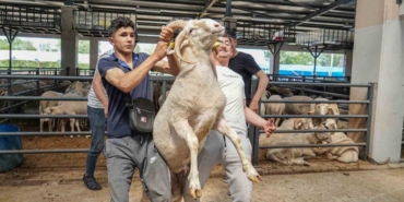 4-boynuzlu-koc-kurban-pazarinin-gozdesi-oldu