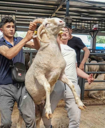 4-boynuzlu-koc-kurban-pazarinin-gozdesi-oldu