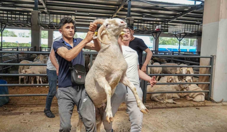 4 boynuzlu koç, kurban pazarının gözdesi oldu