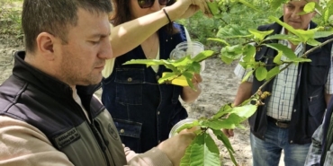 Sinop'ta gal arısı zararlısıyla mücadelede binlerce avcı böcek kullanılıyor