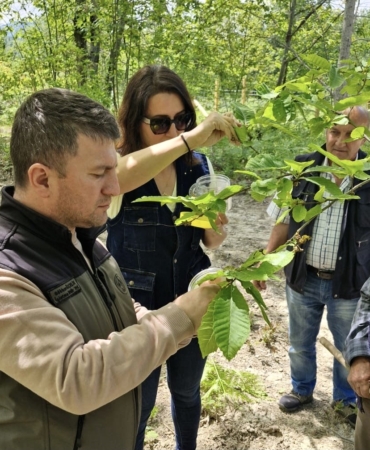 Sinop'ta gal arısı zararlısıyla mücadelede binlerce avcı böcek kullanılıyor