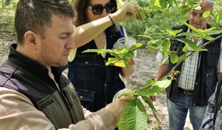 Sinop’ta gal arısıyla mücadelede avcı böcekler doğaya salındı