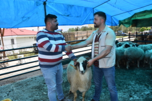 Boyabat ilçesinde hayvan pazarı açıldı