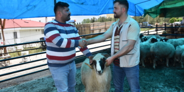 Boyabat ilçesinde hayvan pazarı açıldı