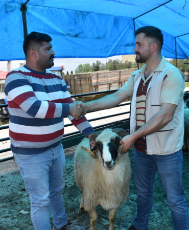 Boyabat ilçesinde hayvan pazarı açıldı