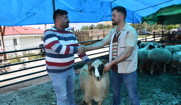 İlçede canlı hayvan pazarı açıldı