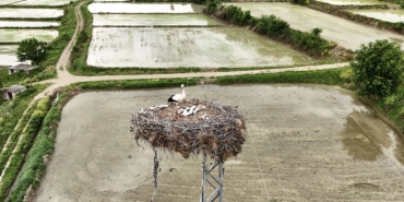 Sinop'ta leyleklerin güvenliği direklere yerleştirilen yapay platformlarla sağlanıyor