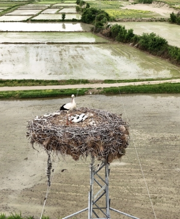 Sinop'ta leyleklerin güvenliği direklere yerleştirilen yapay platformlarla sağlanıyor